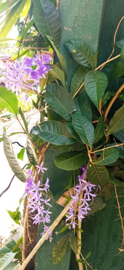 לינה וארוחת בוקר היקדואה Mandara Rest מראה חיצוני תמונה